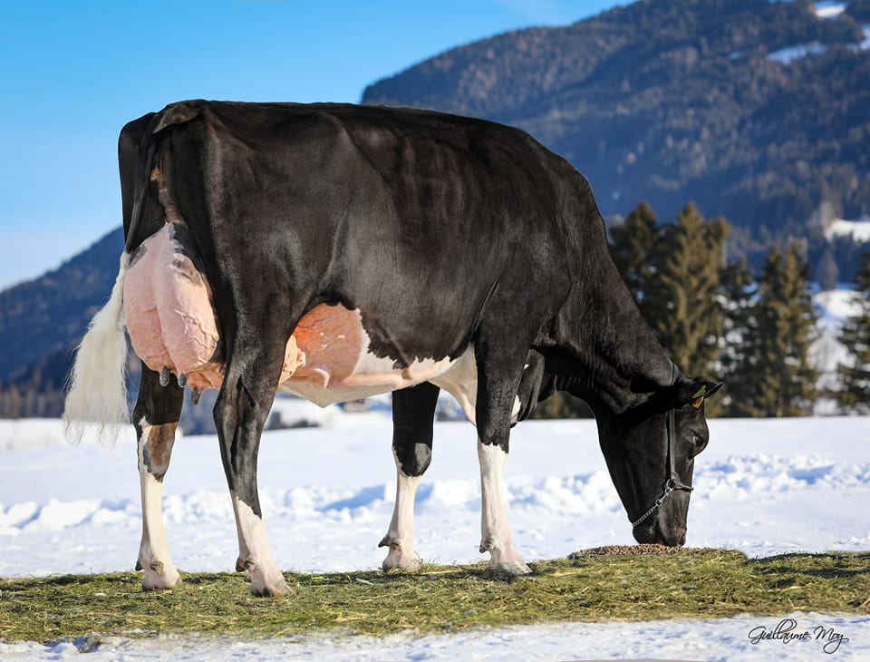 Mox Armani Moolady EX 91 DE is pictured